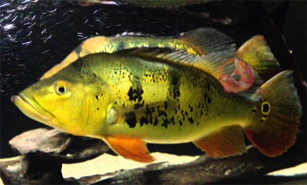 Cichla Monoculus hoang bao yen